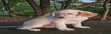 Oscar