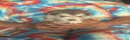Alaskan Malamute dogs for sale: Alaskan Malamute 5 - Ad 5