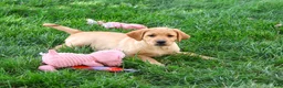 Labrador Retriever dogs for sale: Cheyenne - Ad 3