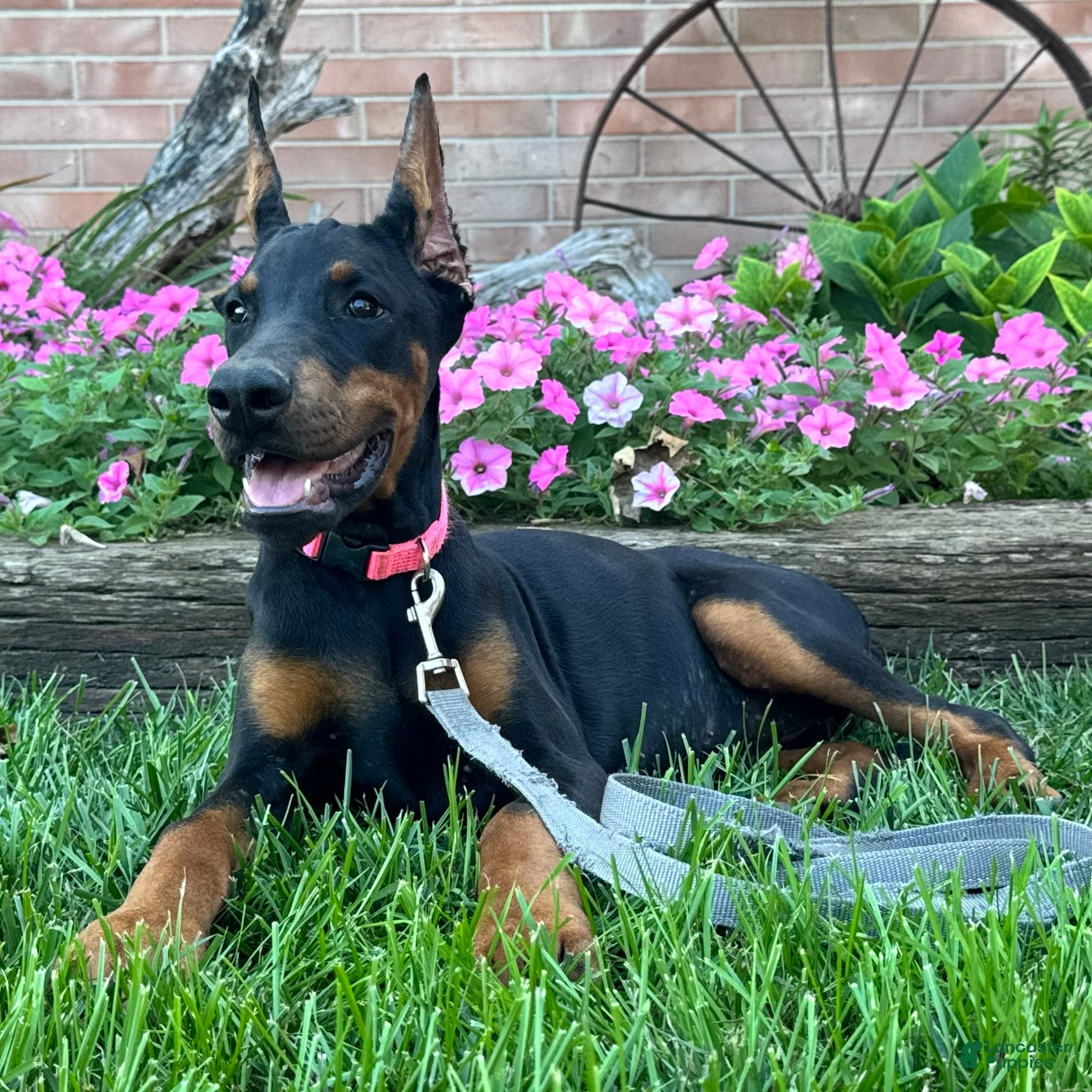 Doberman Pinscher dogs Zelda - Ad 2