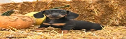 Miniature Dachshund dogs for sale: Gina - Ad 2