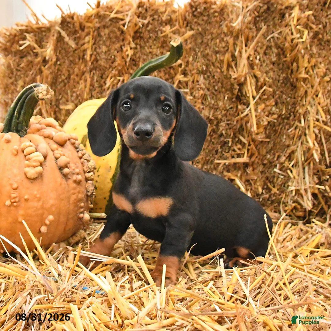 Miniature Dachshund dogs for sale: Gina - Ad 2
