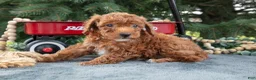 Mini Goldendoodle dogs for sale: Rusty - Ad 2