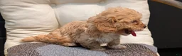 Havapoo dogs for sale: Bandit - Ad 2