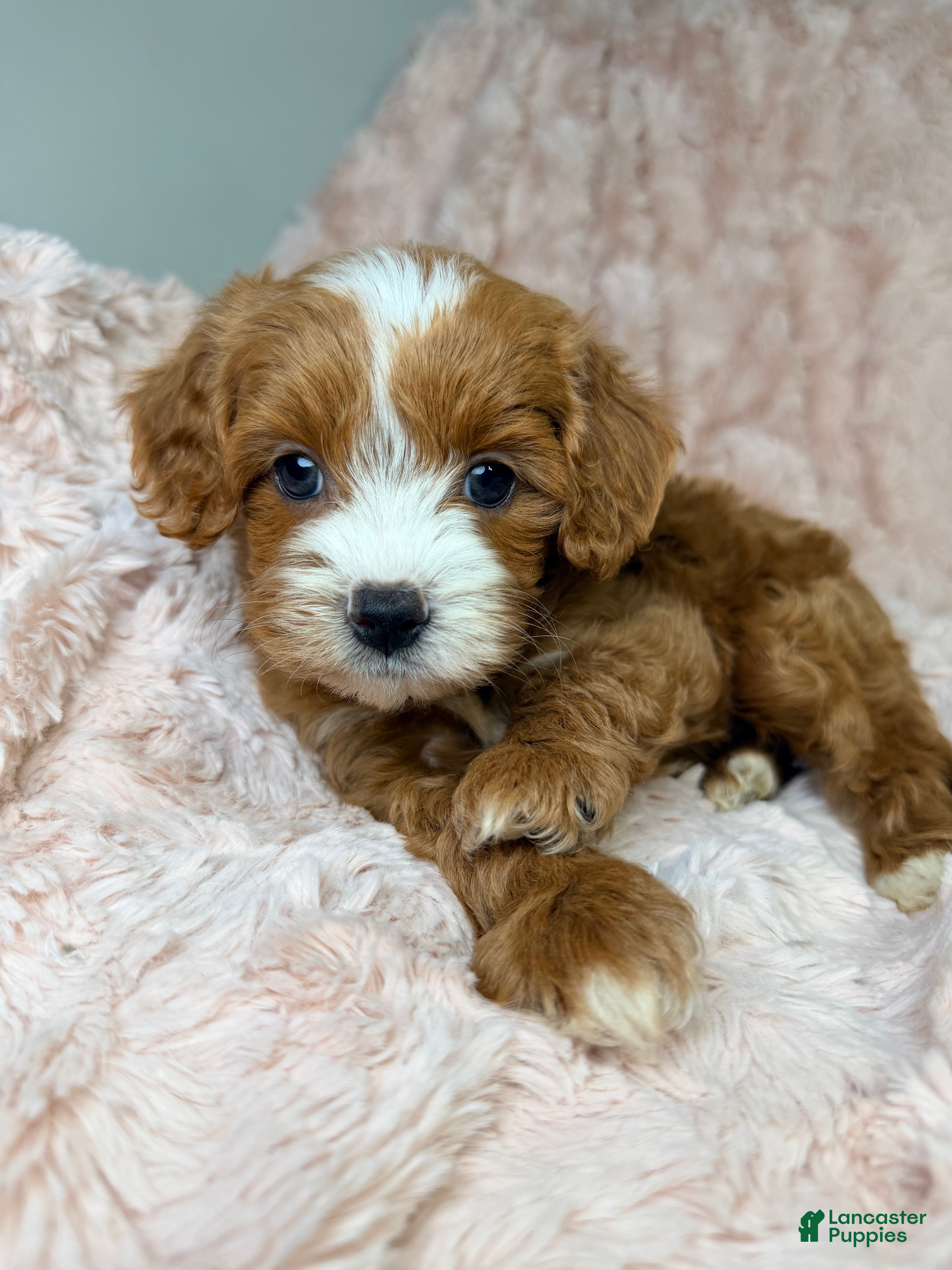 Cavapoo dogs Nova  - Ad 22