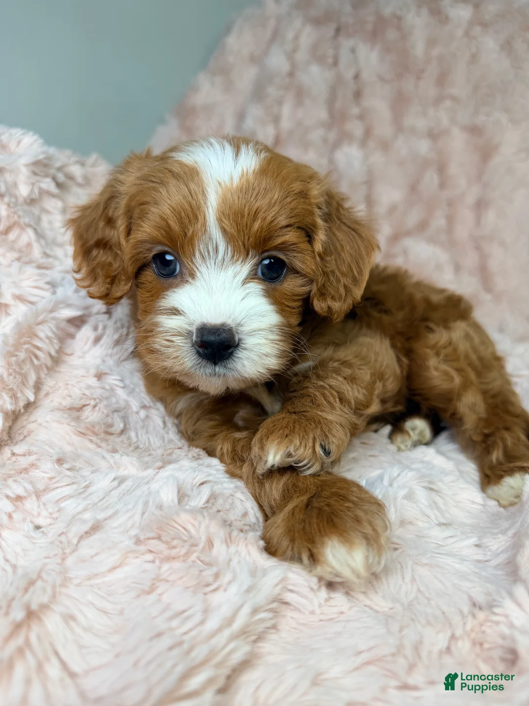 Cavapoo dogs for sale: Nova  - Ad 1