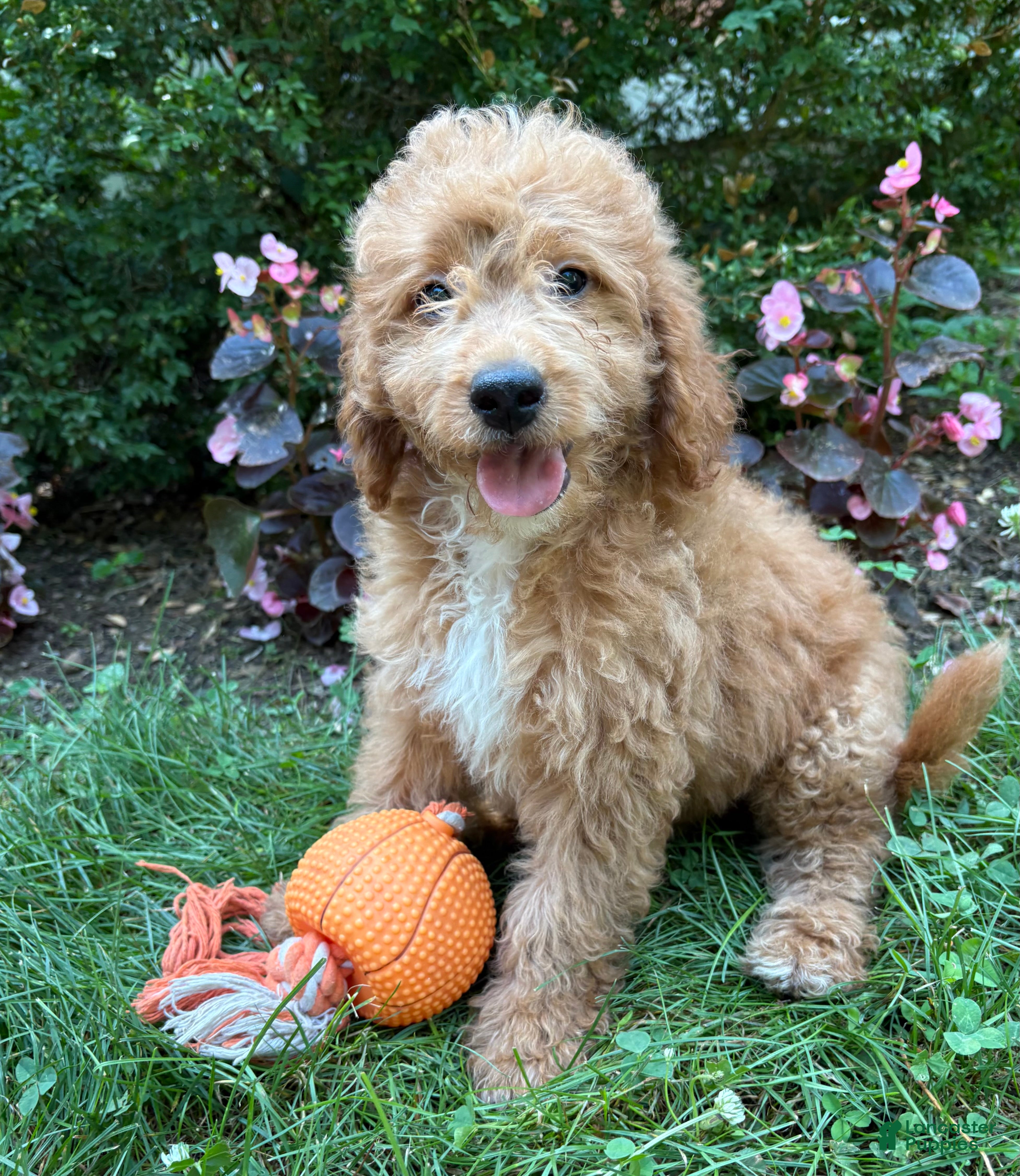 Mini Goldendoodle dogs Bennet - Ad 1