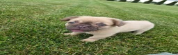 French Bulldog dogs for sale: Nancy - Ad 3
