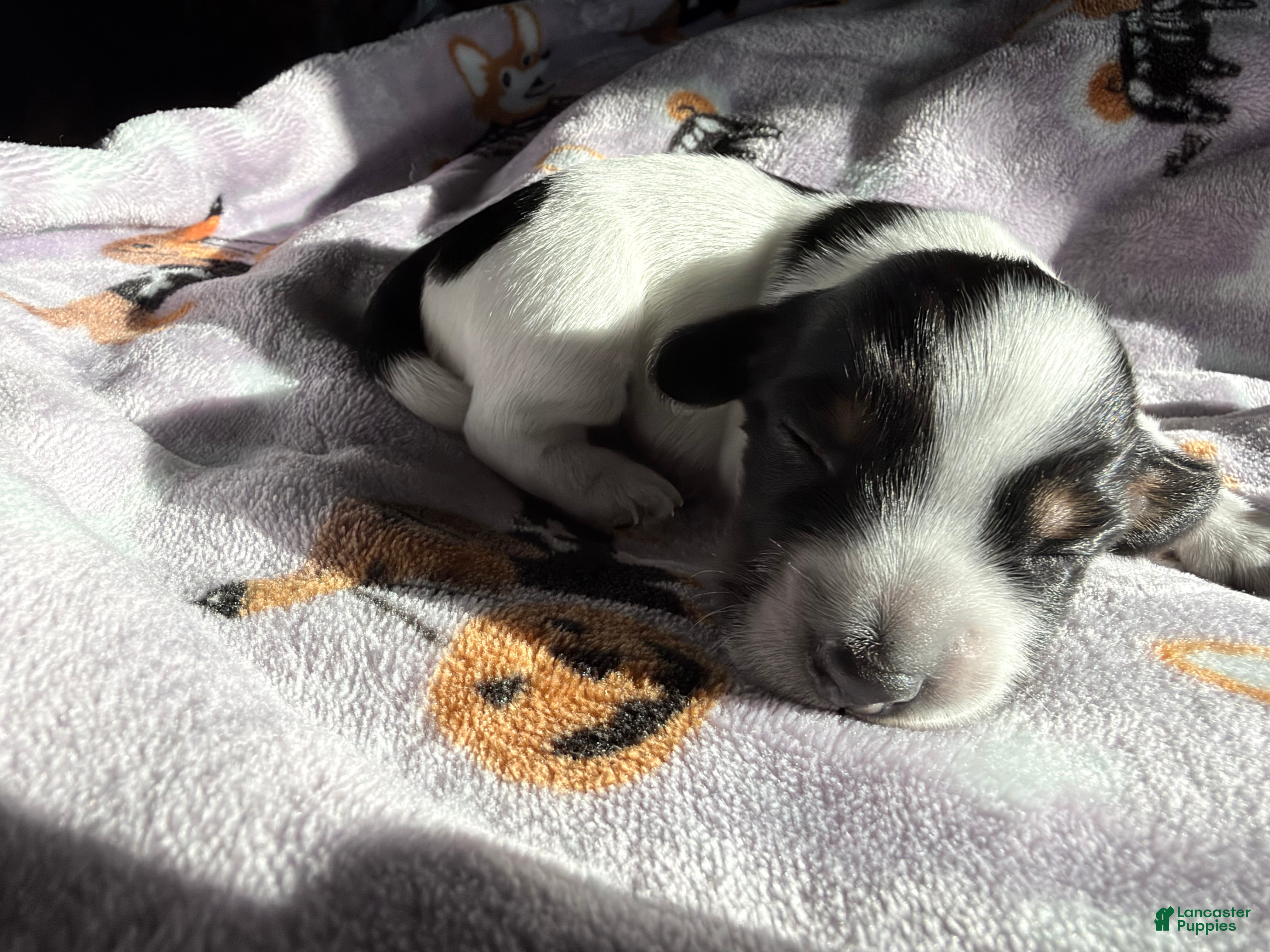 Miniature Dachshund dogs for sale: Miniature Dachshund 2 - Ad 4