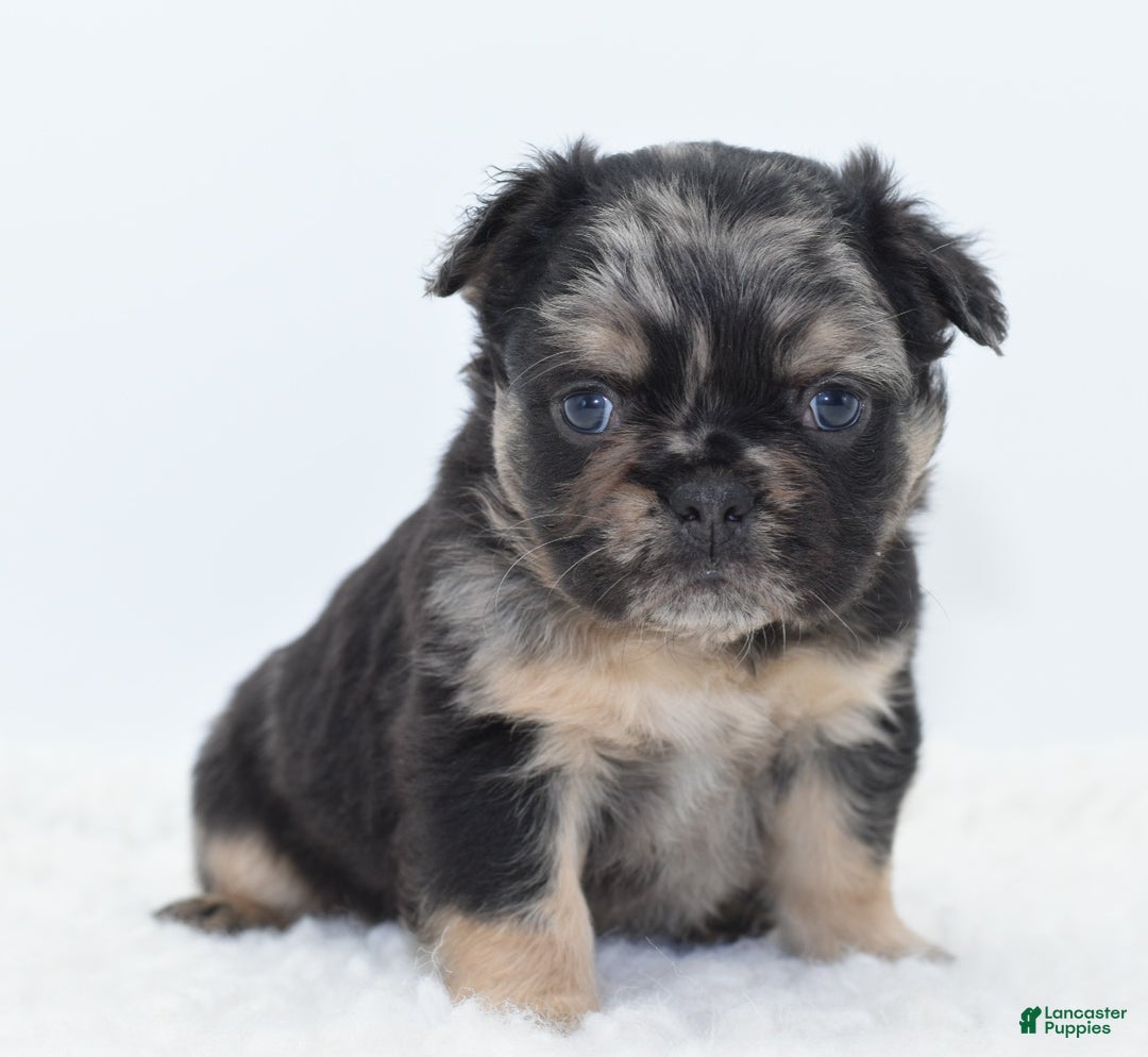 Mixed Breed dogs for sale: Chuck chocolate tri-color fluffy  - Ad 8