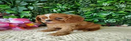 Cavalier King Charles Spaniel dogs for sale: Callie - Ad 8