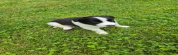 Border Collie dogs for sale: Border Collie 4 - Ad 3