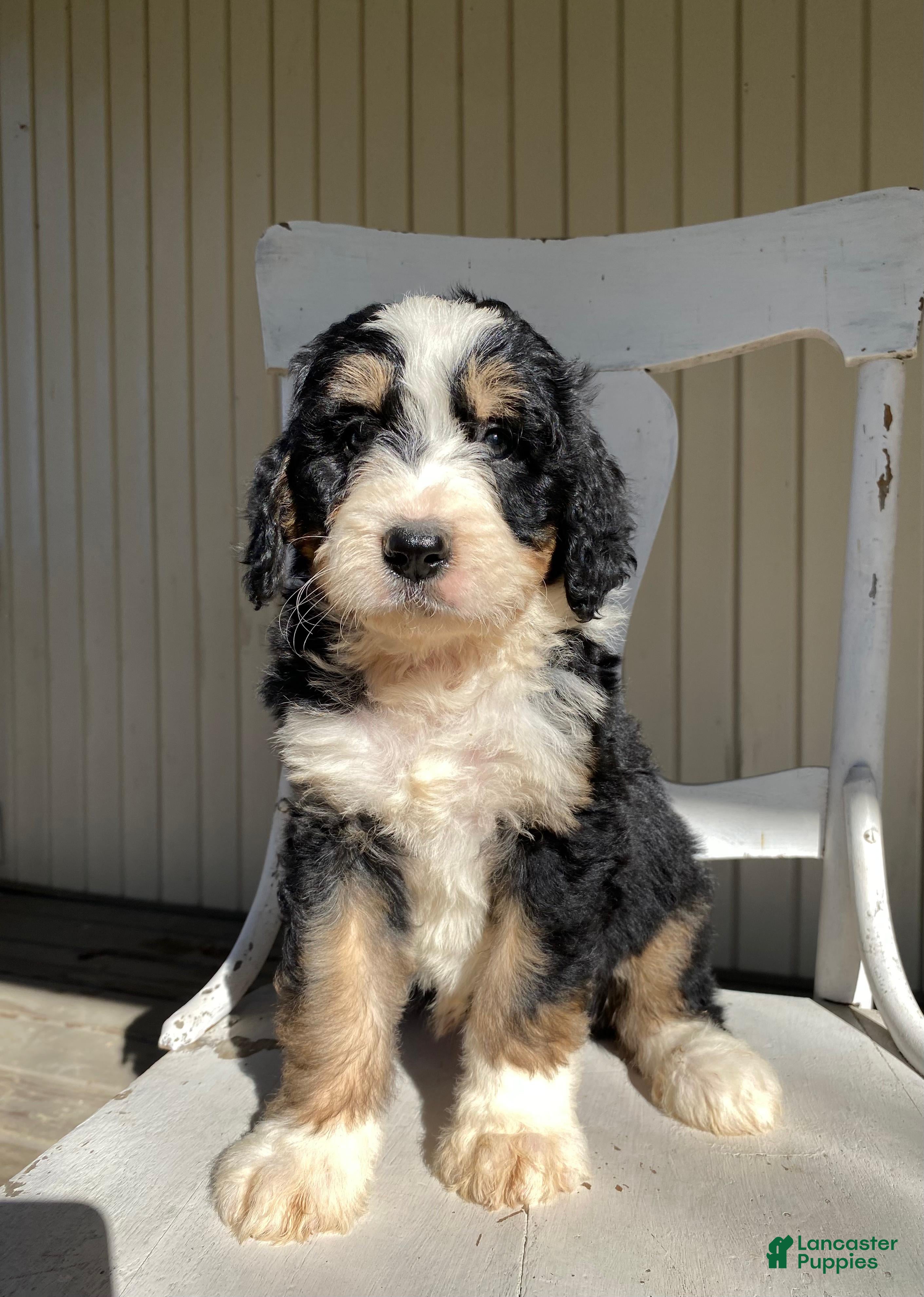 Bernedoodle dogs River - Ad 2