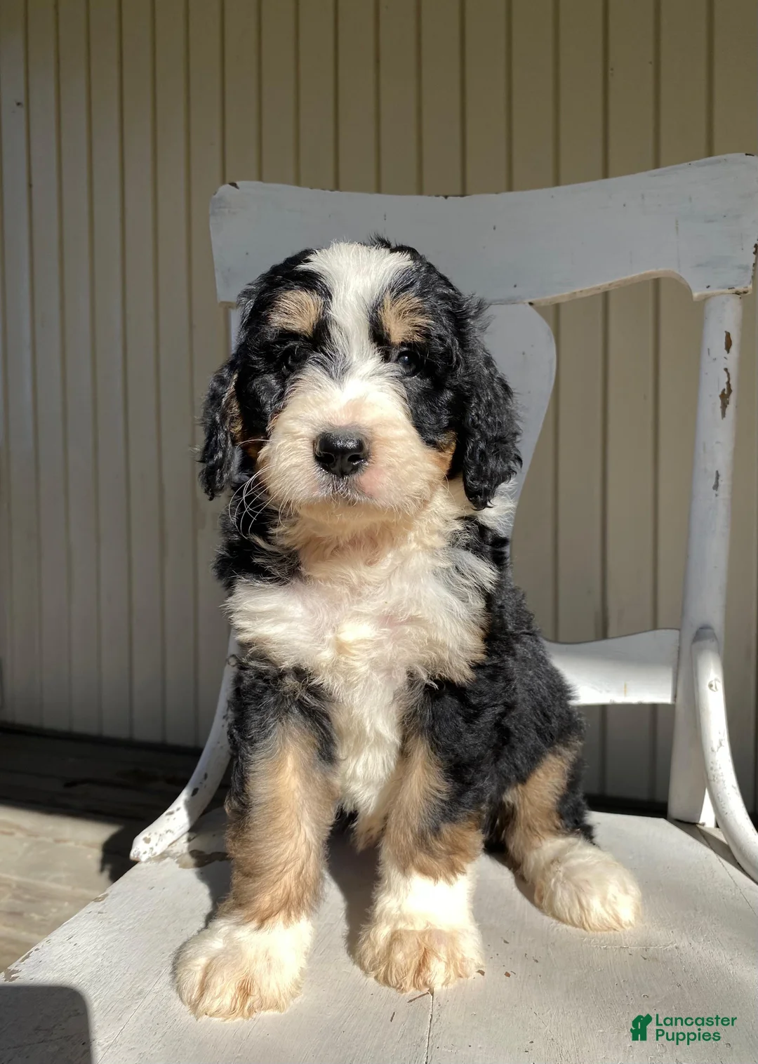 Bernedoodle dogs for sale: River - Ad 2
