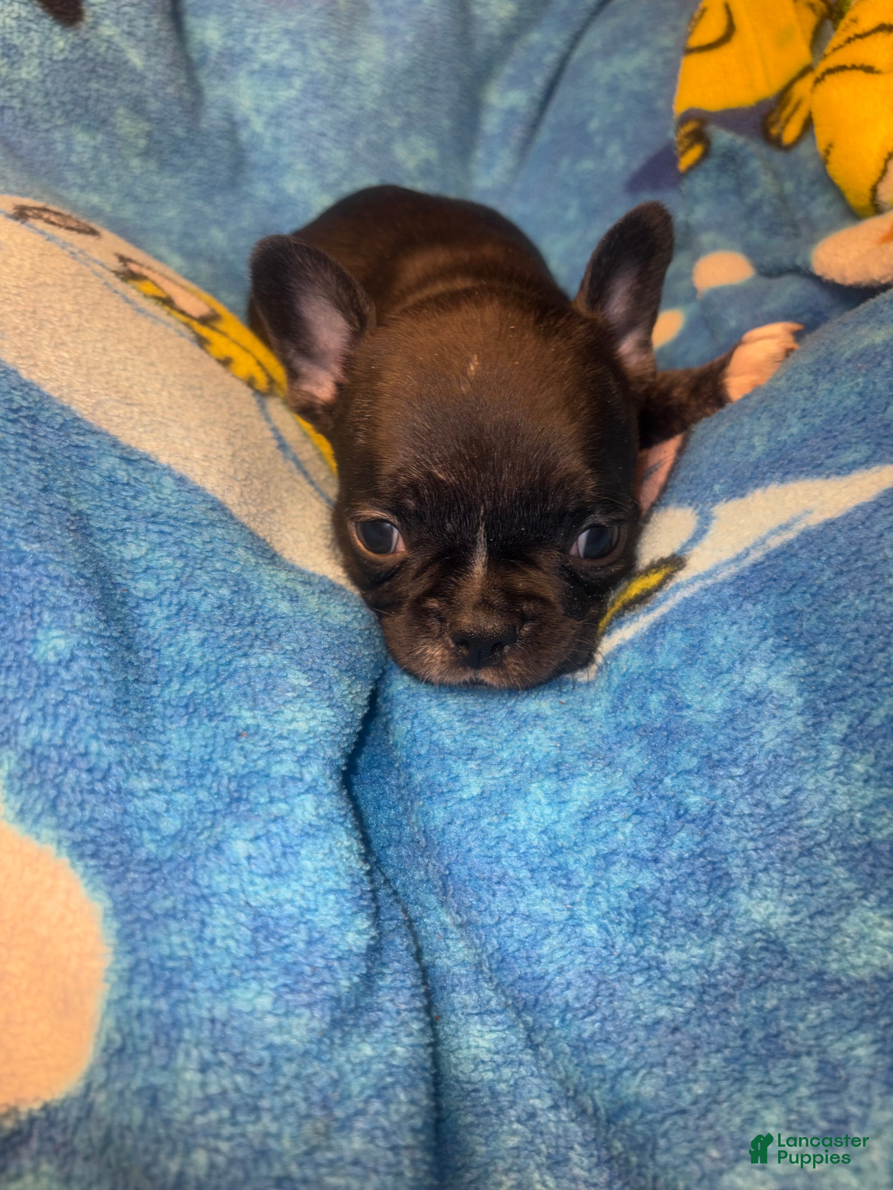 French Bulldog dogs BARRY black and tan - Ad 2