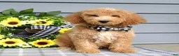 Goldendoodle dogs for sale: Jackson - Ad 5