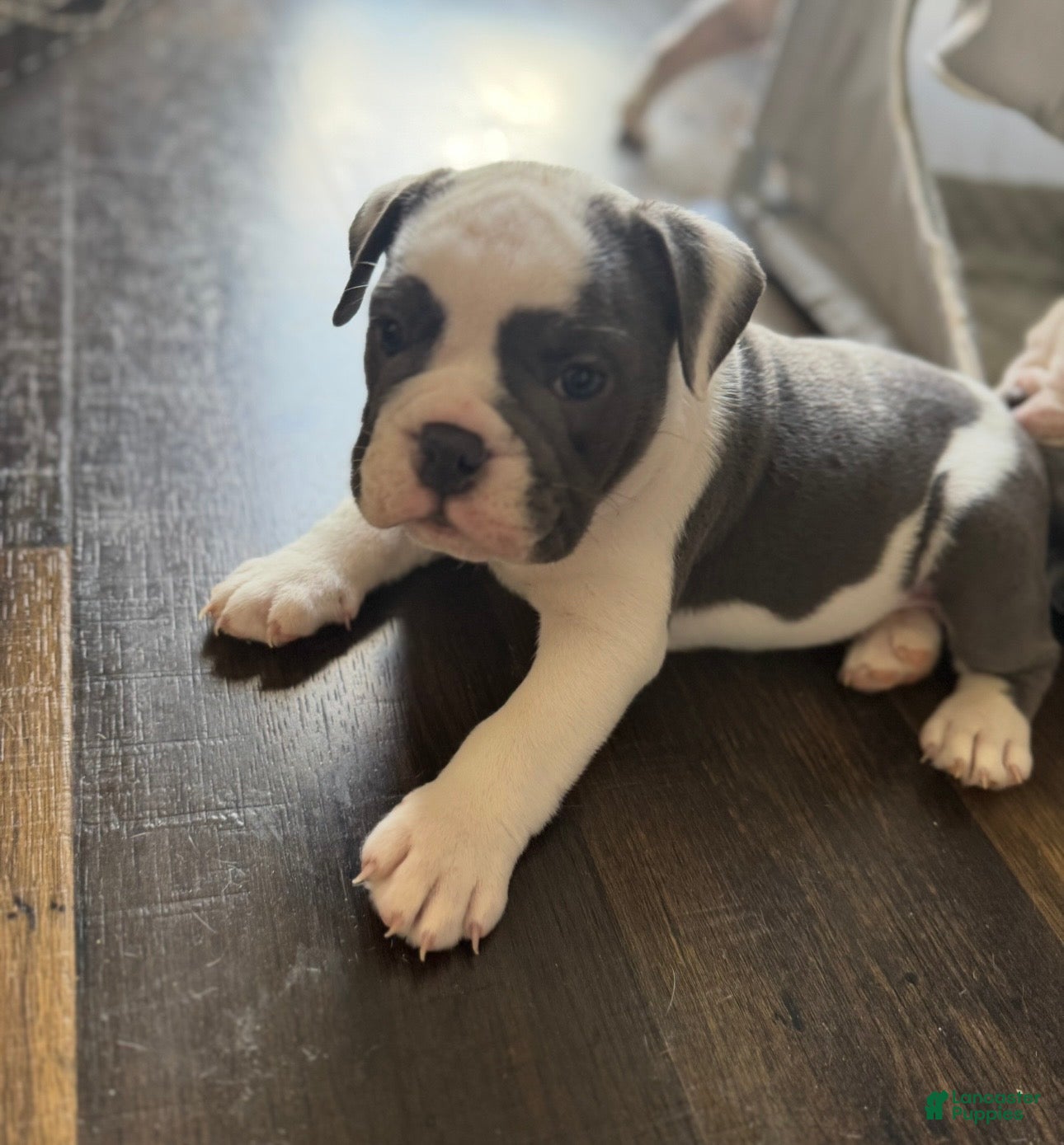 English Bulldog dogs Blue pied olde english bulldogge - Ad 1