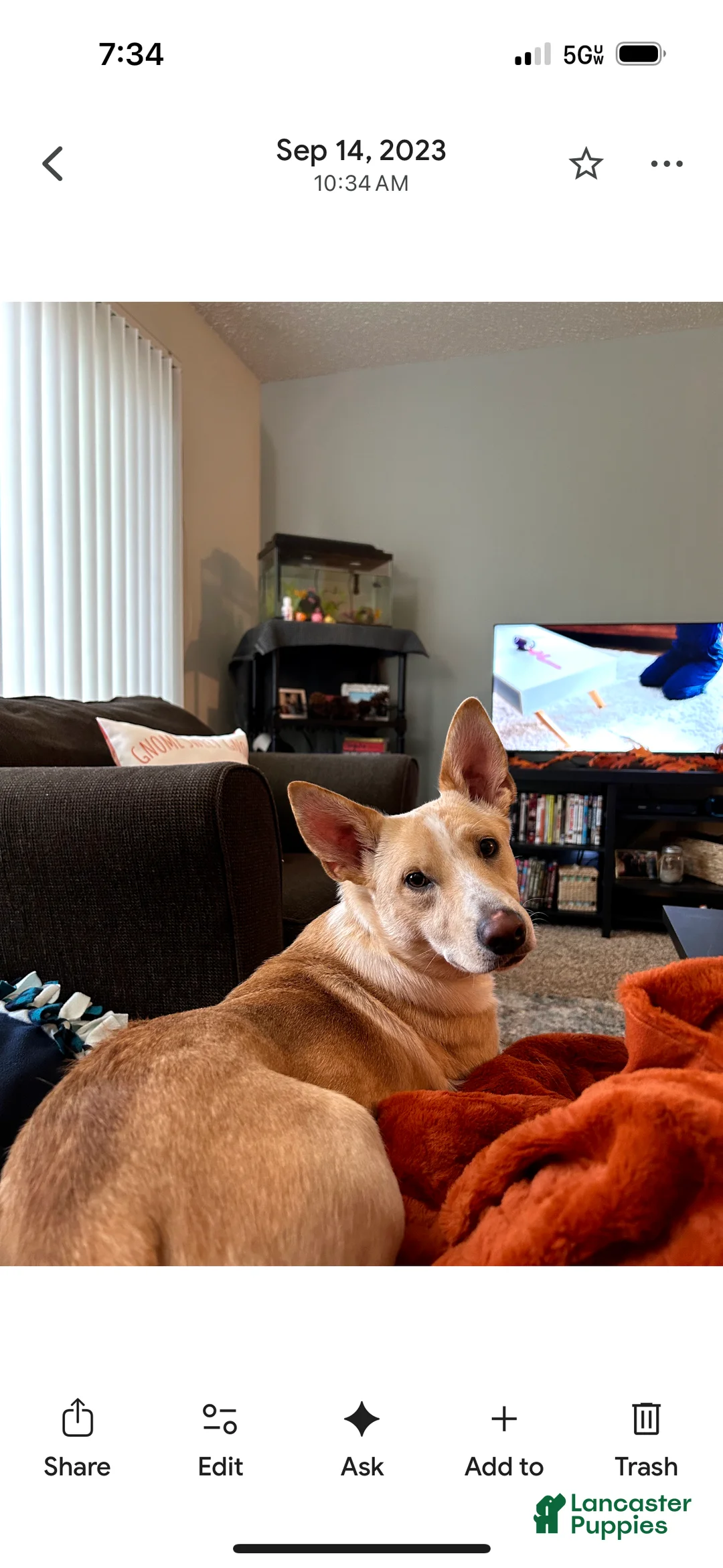 Mixed Breed dogs for sale: Mixed Breed Puppy 1 - Ad 2