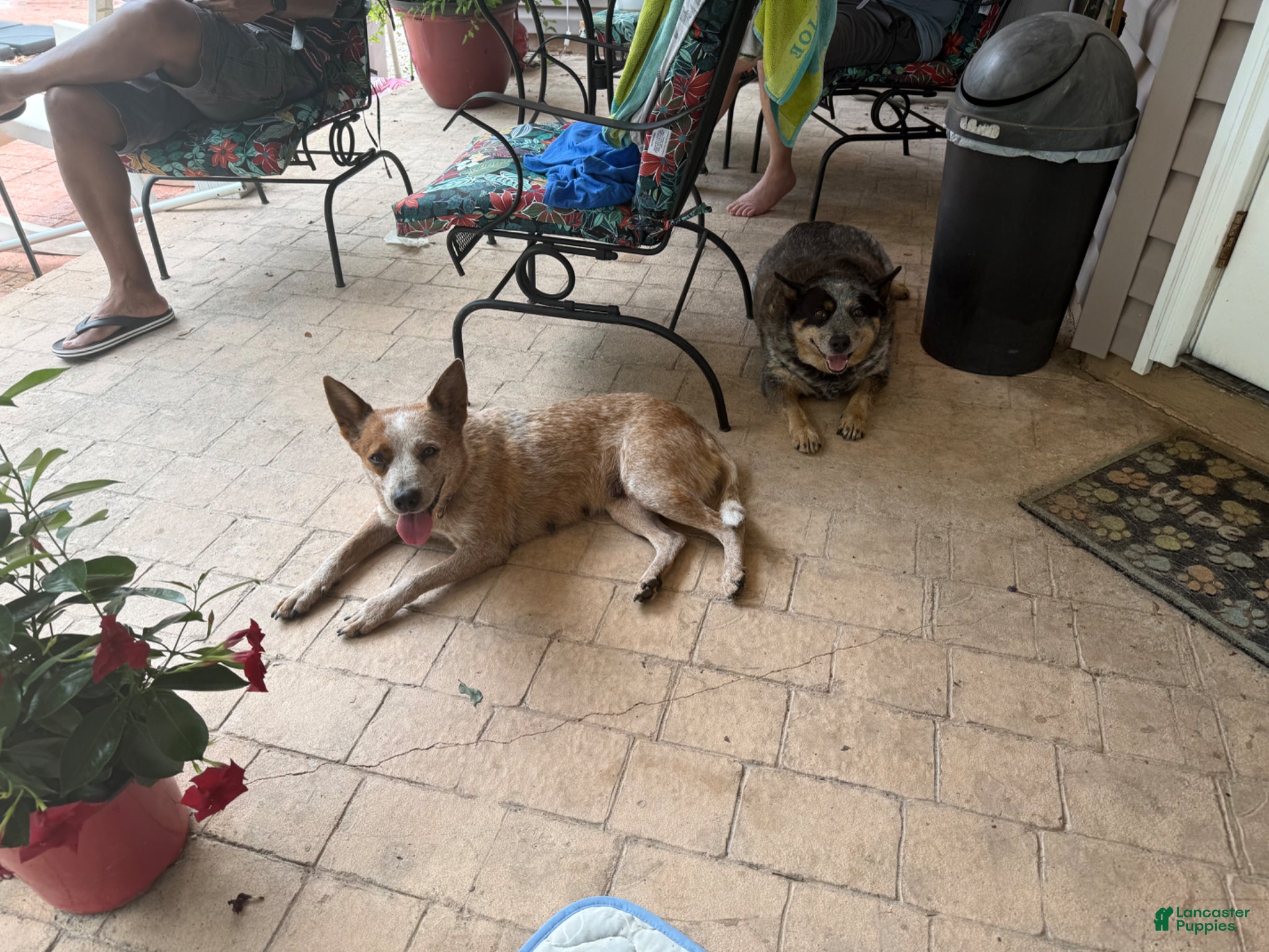 Australian Cattle Dog dogs Australian Cattle Dog Puppy 3 - Ad 2