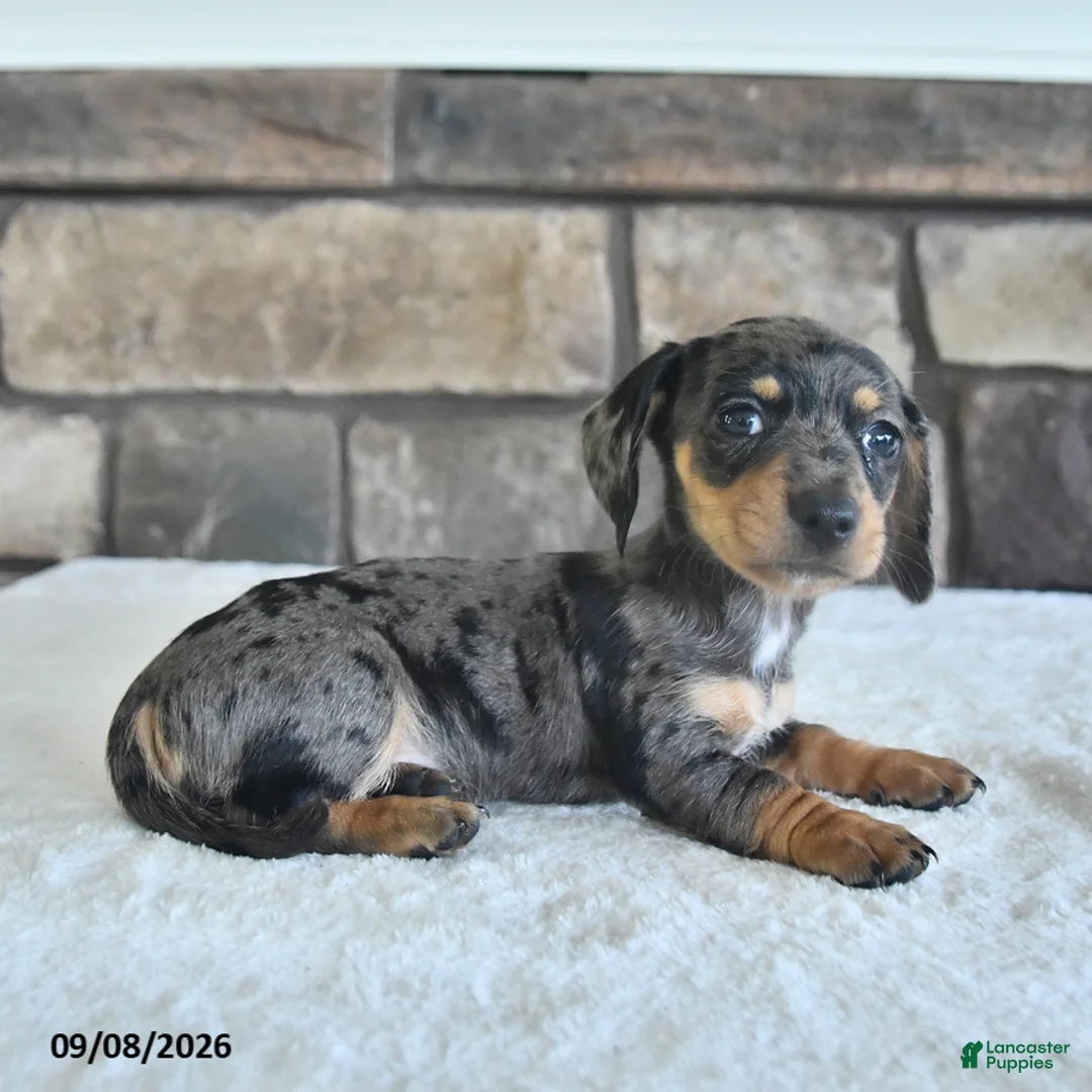Miniature Dachshund dogs for sale: Lola - Ad 2