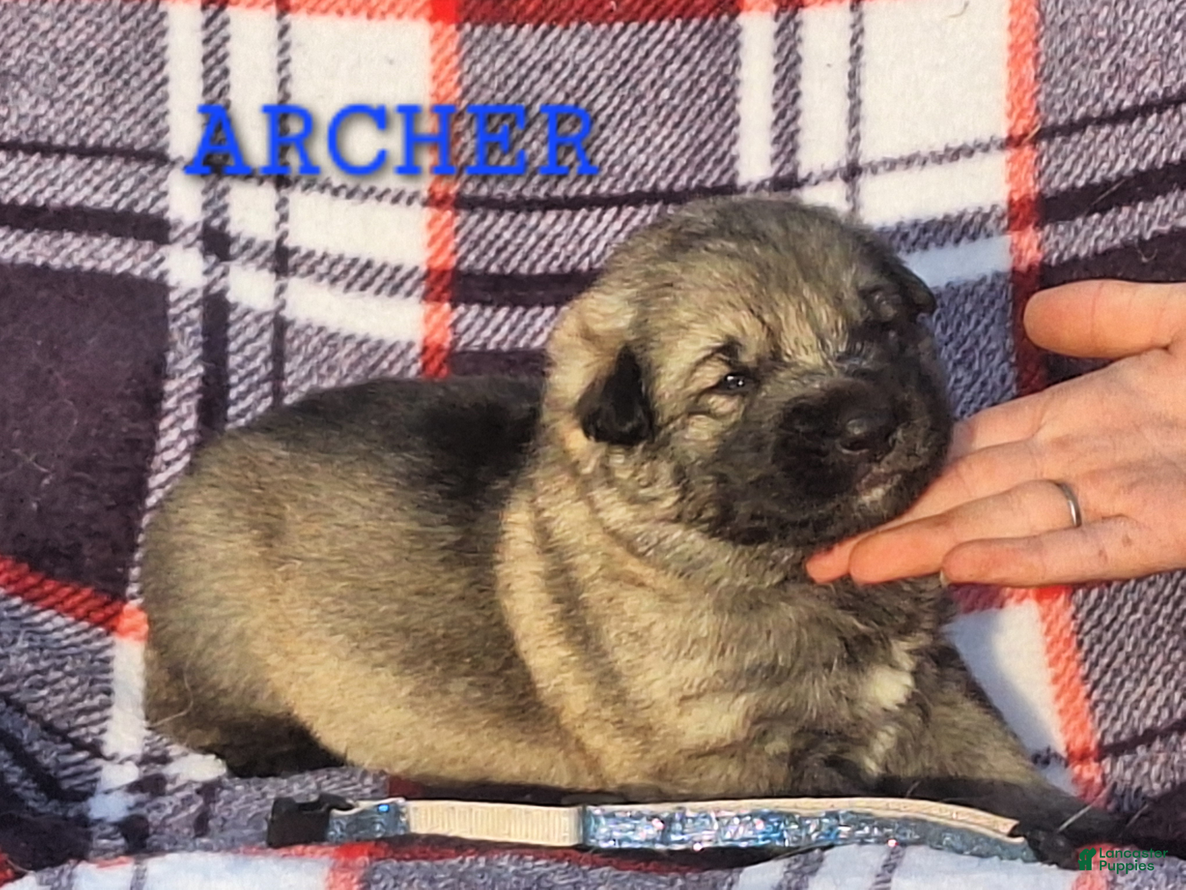 German Shepherd dogs ARCHER  Silver sable male pup! - Ad 1