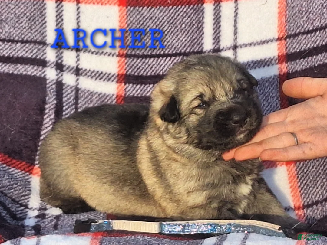German Shepherd dogs for sale: ARCHER  Silver sable male pup! - Ad 1