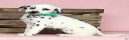 Dalmatian dogs for sale: Betsy - Ad 3