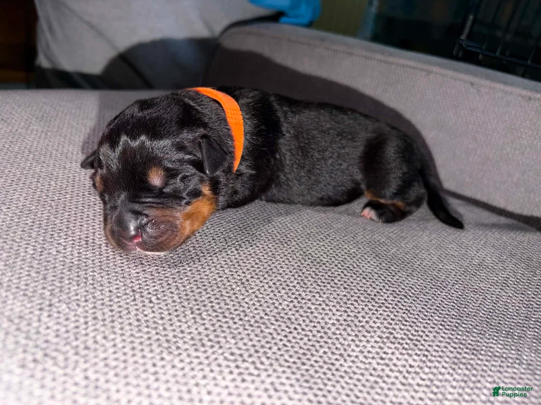 Mixed Breed dogs for sale: Mixed Breed Puppy 7 - Ad 1