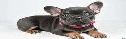 French Bulldog dogs for sale: Tonya - Ad 2