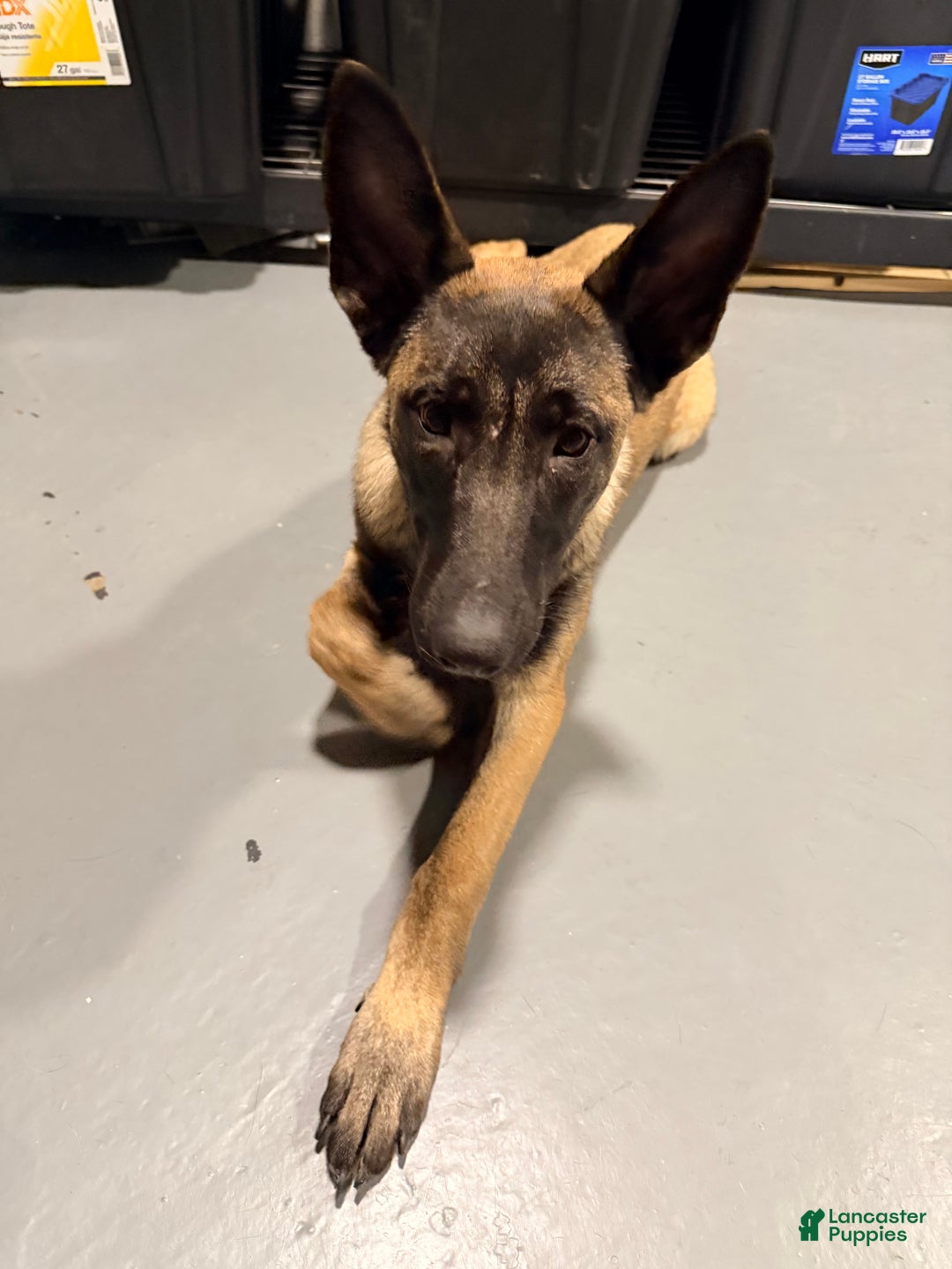 Belgian Malinois dogs for sale: Luna - Ad 7