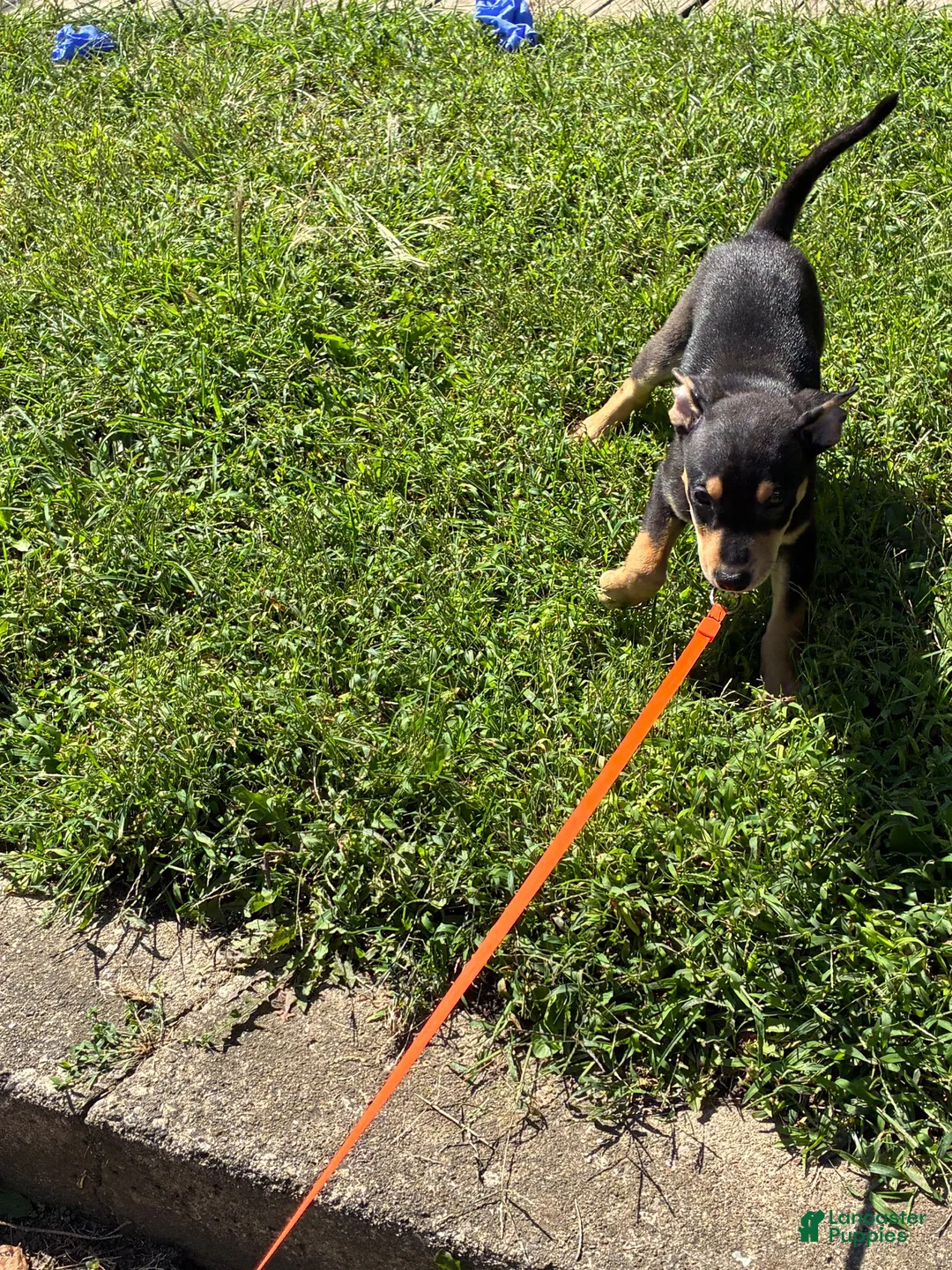 Miniature Pinscher dogs for sale: Miniature Pinscher 2 - Ad 2