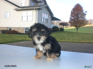 Yorkiepoo dogs Tina - Ad 30