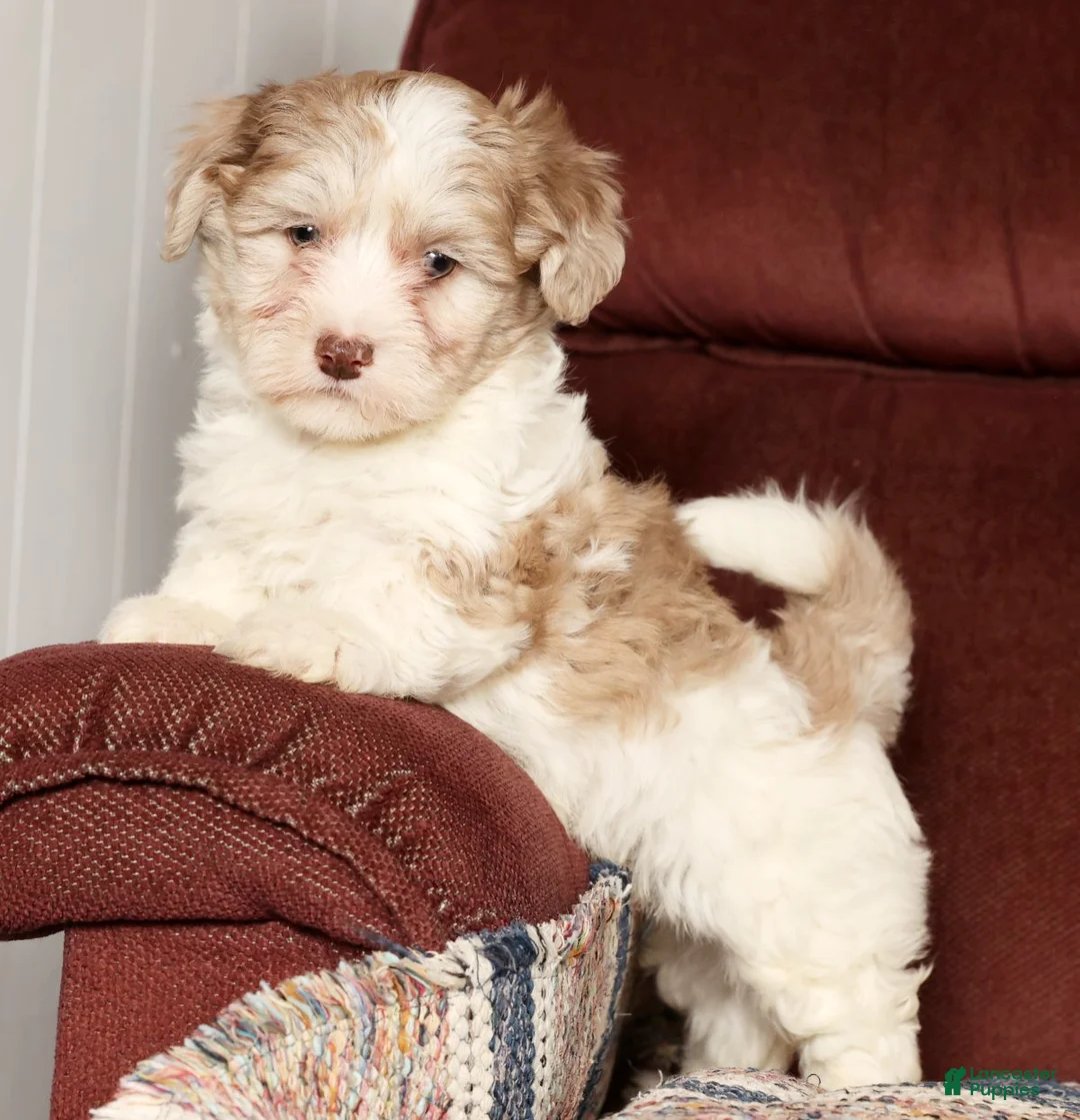 Havapoo dogs for sale: Buster - Ad 4