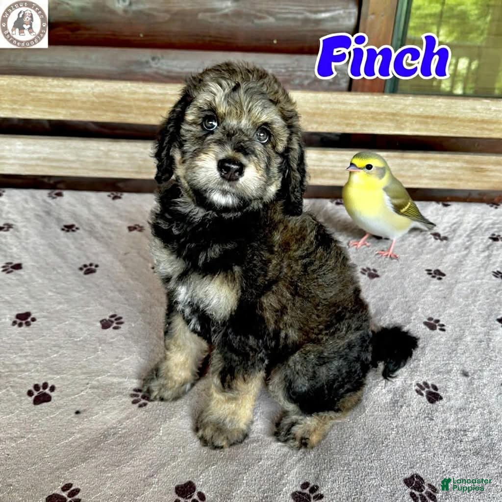 Bernedoodle dogs Finch - Ad 1