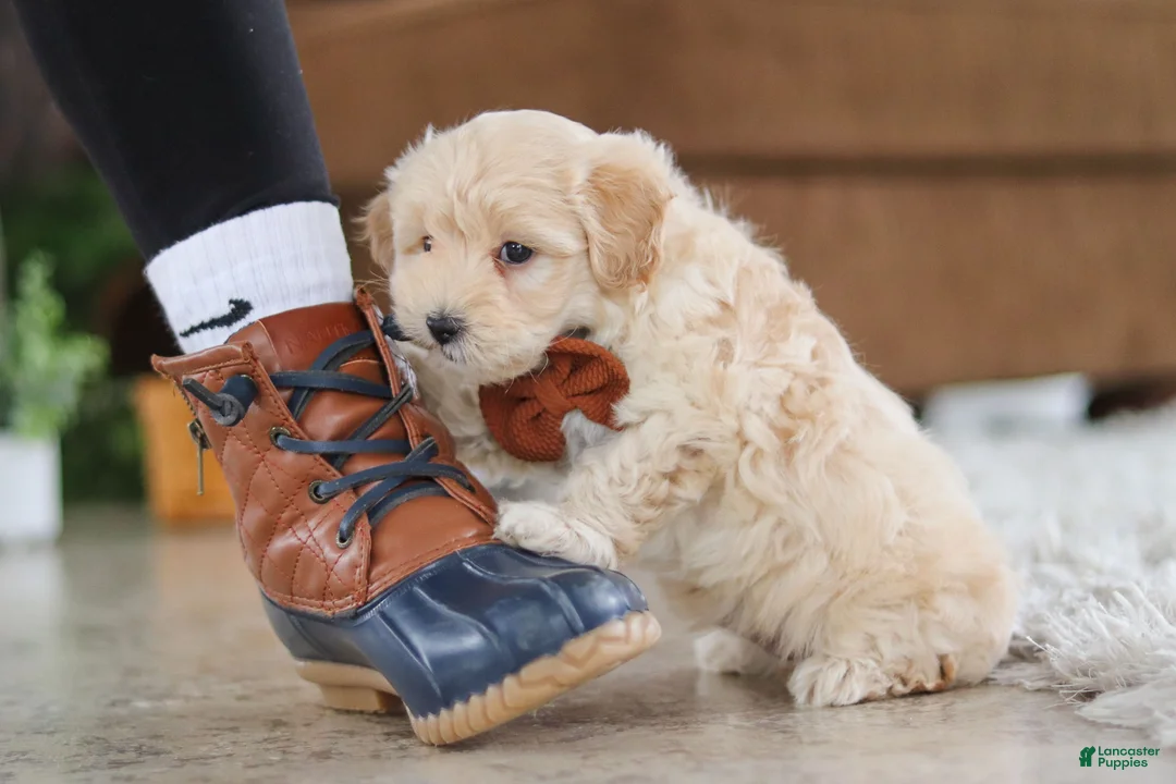 Maltipoo dogs for sale: Clark - Ad 3