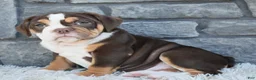Beabull dogs for sale: Bonnie - Ad 3