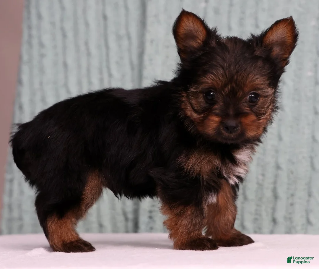 Yorkshire Terrier dogs for sale: Dunkin - Ad 1