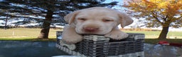 Labrador Retriever dogs for sale: Labrador Retriever Puppy 4 Mason - Ad 3