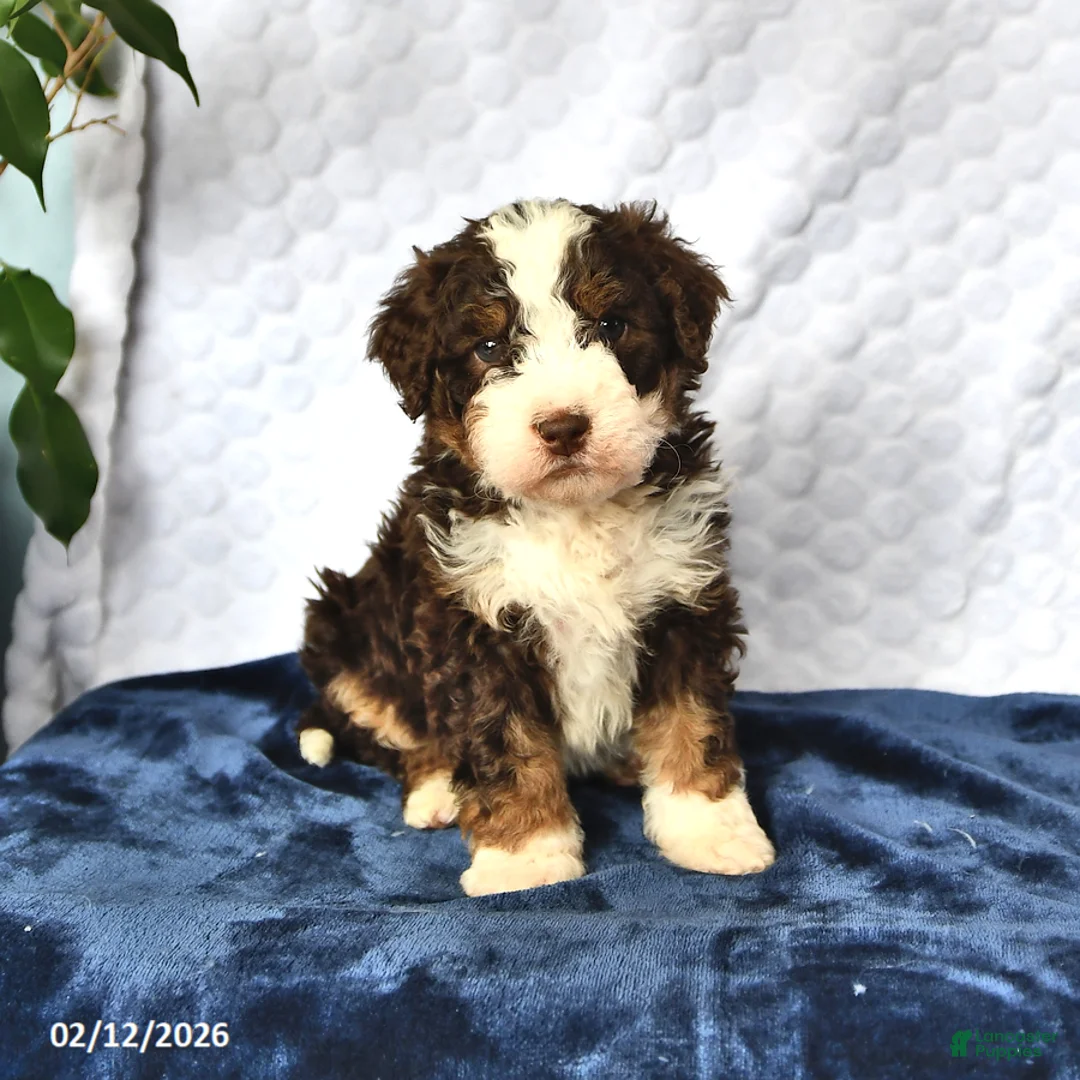 Mini Bernedoodle dogs for sale: Chloe - Ad 4
