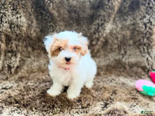 Maltipoo dogs Pink - Ad 25