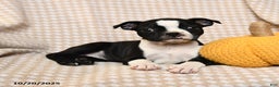 Boston Terrier dogs for sale: Moe  - Ad 4
