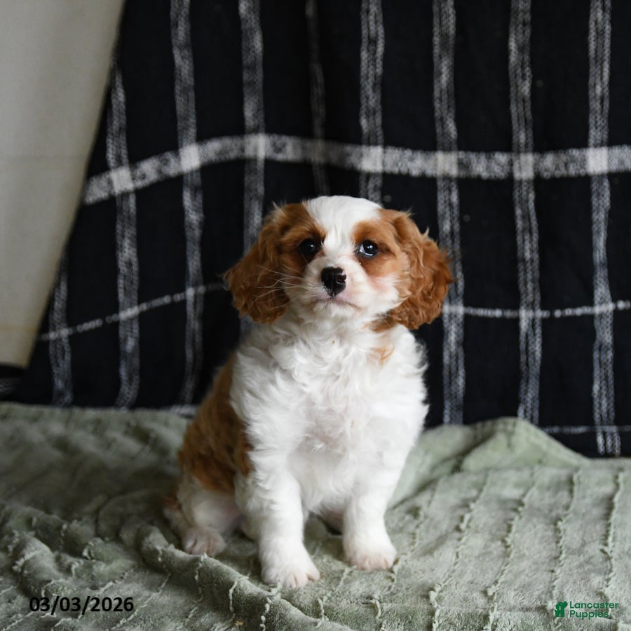 Cavapoo dogs for sale: Elsa - Ad 1
