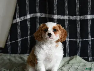 Cavapoo dogs for sale: Elsa - Ad 1