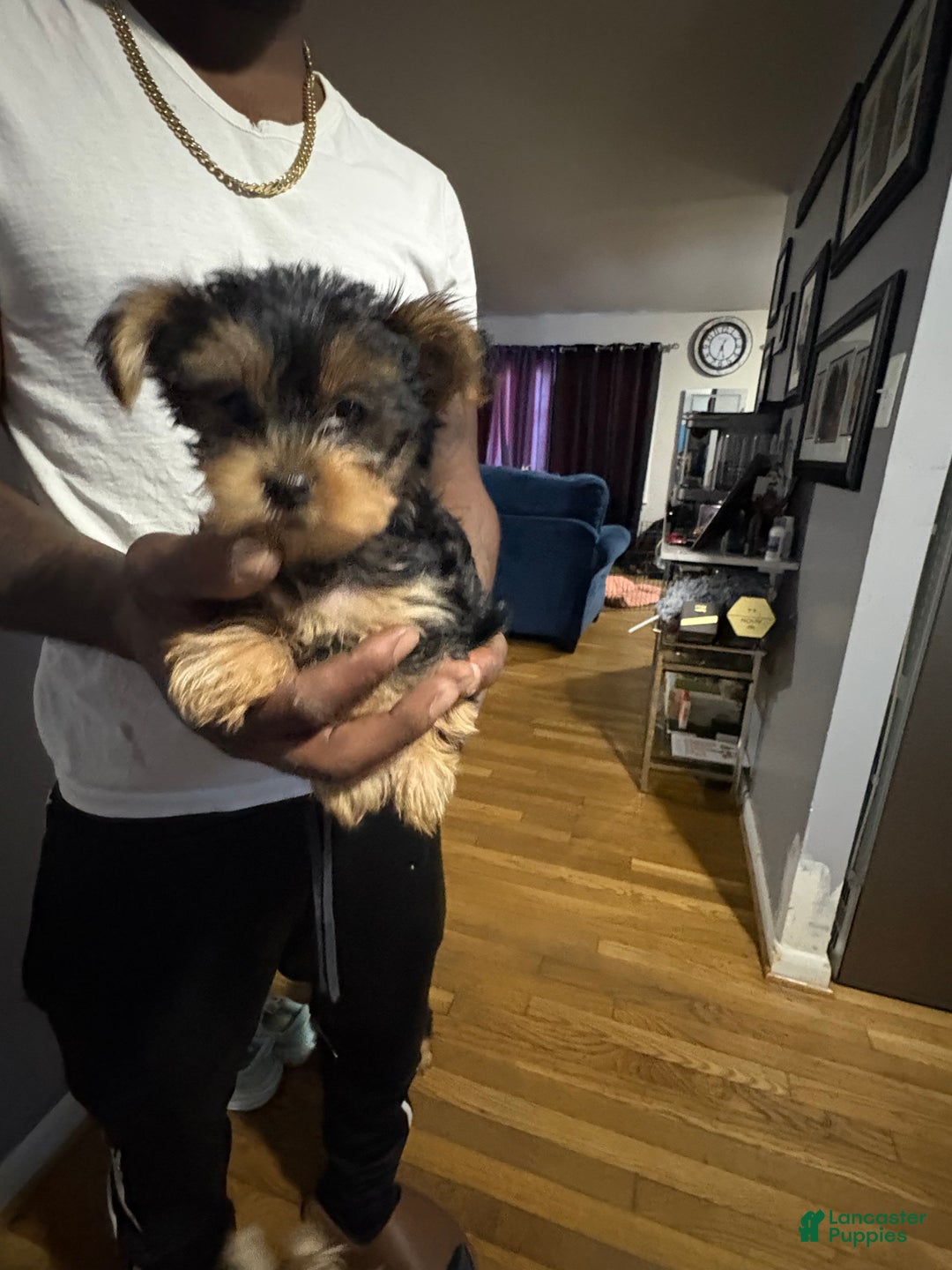 Yorkshire Terrier dogs for sale: Carly - Ad 3