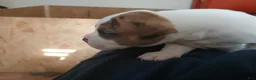 American Bulldog dogs for sale: Dot - Ad 5
