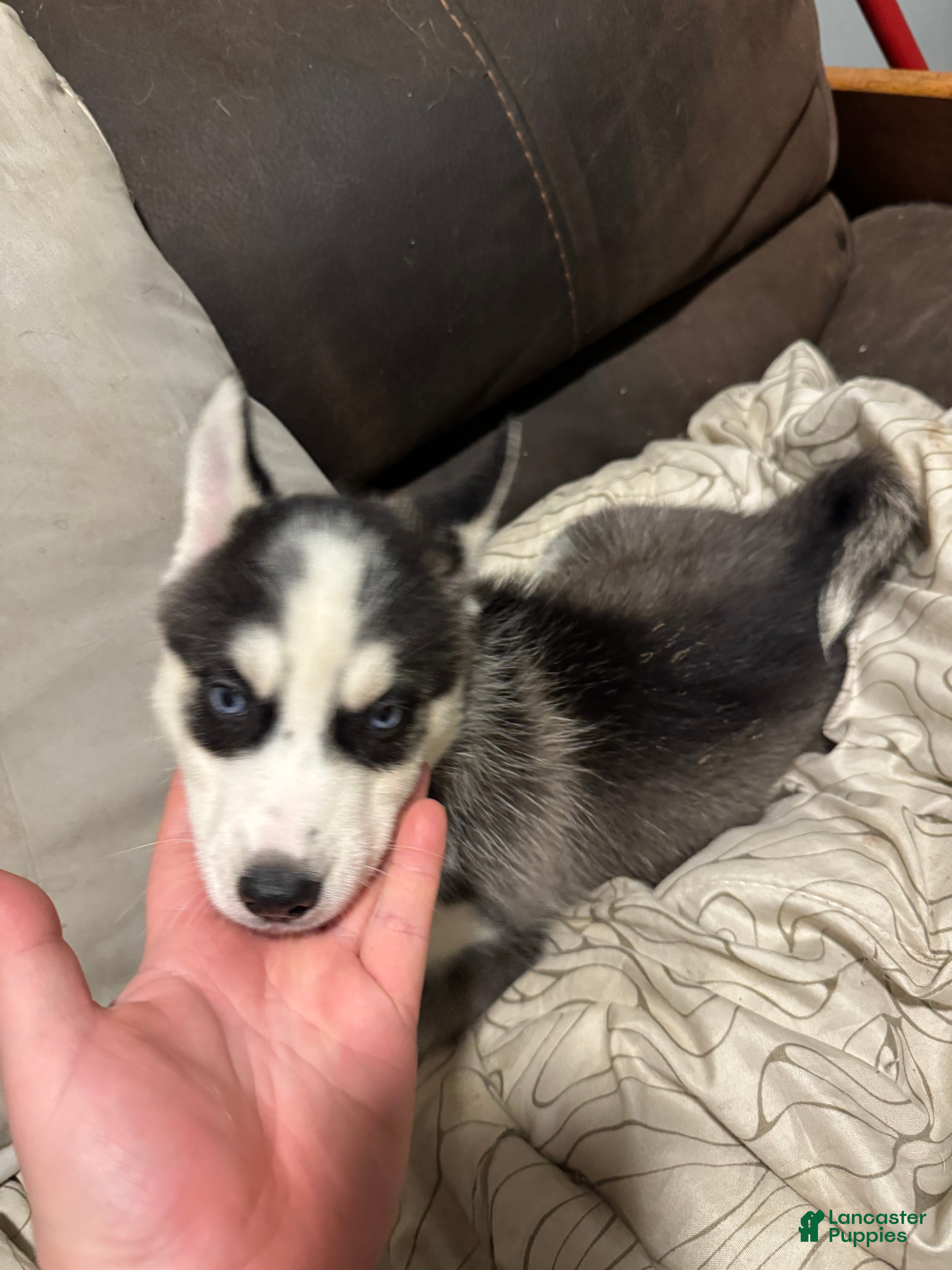 Siberian Husky dogs Green  - Ad 27
