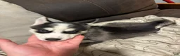 Siberian Husky dogs for sale: Green  - Ad 1