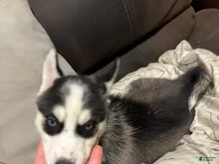 Siberian Husky dogs Green - Ad 15