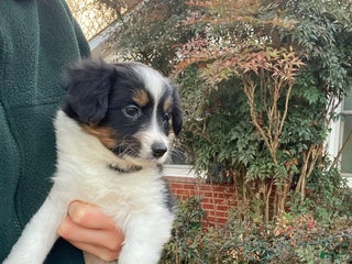 Mixed Breed dogs Renee - Ad 12