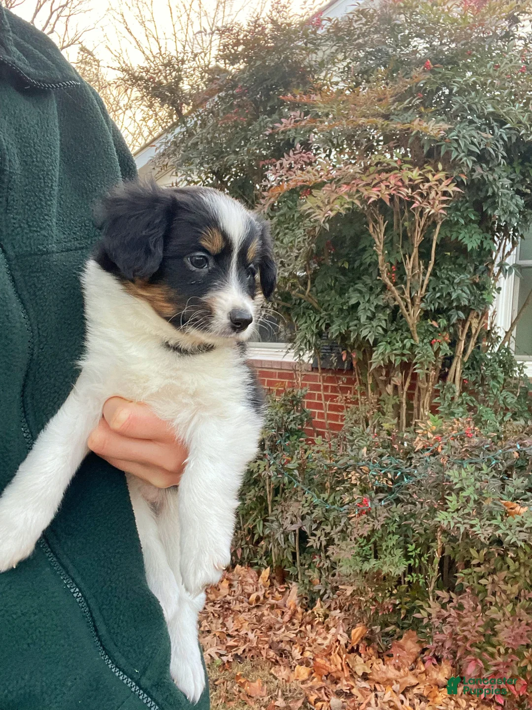 Mixed Breed dogs for sale: SOLD.  J - Female - Ad 8